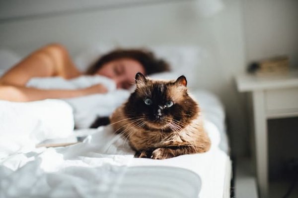 What Are the Best Low-Allergen Pet Options for Allergy Sufferers?