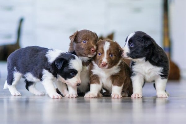 How to Create a Safe and Nurturing Environment for a Rescue or Traumatized Pet?